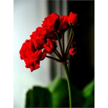 Bordo Sakız Sardunya Çiçeği Fidanı 25-35 Cm Saksılı Çiçekli Bodur Bitkiler Geranium