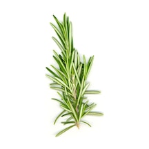 Biberiye Fidesi Fidanı 10-20 Cm Rosmarinus Officinalis