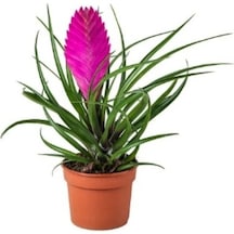 Tillandsia Çiçeği Tohumu 5 Tohum Hava Bitkisi +