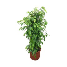 Ficus Benjamina 'Anastasia' (Kauçuk Çiçeği) Ø30 CM Y125-150 CM