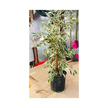 Ficus Çiçeği Canlı Bitki