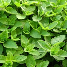 Mercanköşk Origanum Majorana Tohumu 200 Tohum