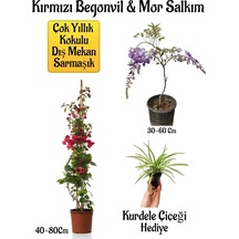 Kırmızı Begonvil Çiçeği+mor Salkım Ağacı Fidanı Kurdele Çiçeği Bahçe Peyzaj Seti