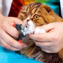 Tr Kedi Köpek Tırnak Makası 12,3 Cm