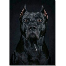 Cakasepetim Pitbull Cinsi Köpek Ahşap Mdf Tablo
