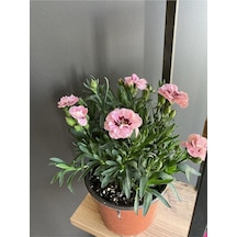 Çiçeği Rengi Pembe Alacalı Fuşya Boyutu 10 Cm / 15 Cm Dir.