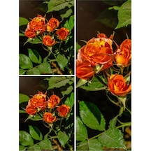 Yediveren Narçiçeği Rengi 30 50 Cm 3 Adet Saksılı Aşılı Gül Pomegranate Rose
