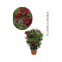 Kırmızı Renk Zakkum Fidanı 1 Adet Saksılı/tüplü 40-60cm Bahçe Bitkisi