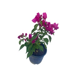 Fuşya Begonvil / Bougainvillea Glabra 60-80cm