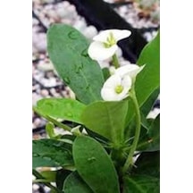 Beyaz Dikenler Tacı Japon Iğnesi Euphorbia Milii 5-15 Cm