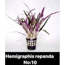 Hemigraphis Repanda No:10