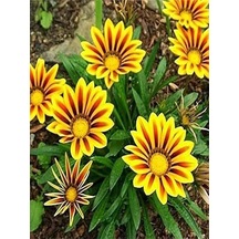 10 Adet Sarı Kahverengi Gazanya Koyun Gözü Çiçeği Fidanı 20-45cm Saksılı Gazania