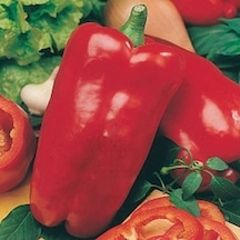 10+ İtalyan Nocera Rossa Kırmızı Tatlı Biber Tohumu