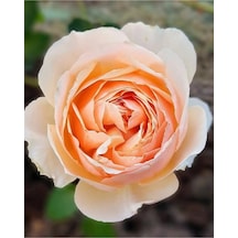 Kokulu Kavun Içi Bulgar Gülü Fidanı 40-60cm Saksılı Çiçekli Bodur Bitkiler Bulgarian Rose