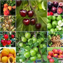 10 Çeşit Karışık Meyve Fidanı Şeftali, Badem ,Kiraz , Erik ,Vişne