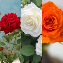 Videolu Kırmızı Beyaz Ve Turuncu 3 Adet Kokulu Gül Fidanı 45-75cm Red White And Orange Rose