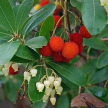 Tüplü Kocayemiş Fidanı