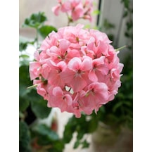 Videolu Açık Pembe Sardunya Çiçeği 1 Adet Saksılı 20-40 Cm Balkon Bitkisi Pelargonium Peltatum