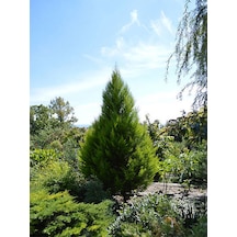 Videolu Muhteşem Kokulu Leylandi Çam Fidanı 30 40 Cm 1 Adet Tüplü Cupressocyparis Leylandii