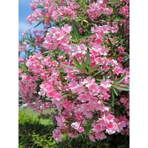 Videolu Pembe Zakkum Çiçeği 1 Adet Saksılı/ Tüplü 30-60 Cm Pink Oleander