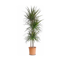 Dresena (2 kök-100 cm)