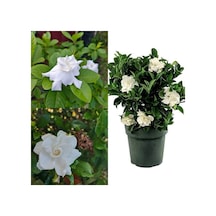 Videolu 1 Adet Müthiş Kokulu Gardenya Çiçeği 20-40 Cm Saksılı Iç Mekan Bitkileri Gardenia