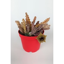 Huernia Zebrina Asclepiadaceae Leş Kaktüsü Leopar Desen Çiçekli