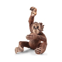 Yavru Orangutan