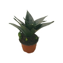 Sansevieria Jade (Paşa Kılıcı)  Ø10,5 CM H15-20 CM
