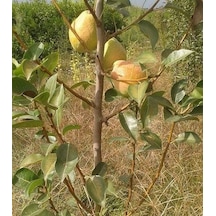 Armut Margeret 180-200 Cm Tüplü