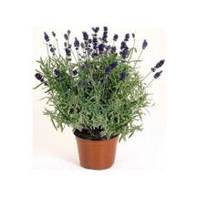 Saksılı Lavanta Fidesi Angustifolia 10-20 Cm