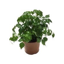 Radermachera Sinica (Çin Bebeği Bitkisi) Ø12 CM H20-25 CM