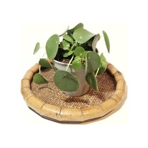 Pilea Çin Para Çiçeği Fidanı 10-20 Cm