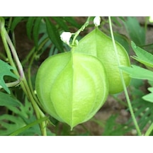 5 Adet Love In A Puff Ballon Vine Heartseed Tohumu
