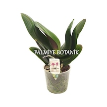 Çiçeksiz Orkide Fidesi (12 Cm Saksıda)