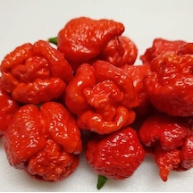 Akrep Biber Trinidad Moruga Scorpion Tohumu Dünyanın En Acı 2. Biberi Tohumu 4 Tohum
