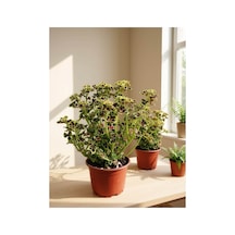 Alacalı Ceylan / Kolyoz Yapraklı Özel Tür Pelargonium / Coleus 12-14 Cm Çaplı Saksı