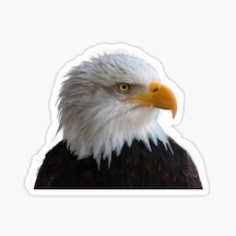 Araba Için Kartal Oto Sticker Yapıştırması Etiket 17Cm A7