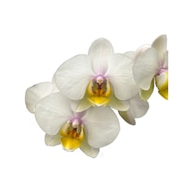 Phalaenopsis 'busy Bee' Beyaz Orkide Ø12 Cm 45-50 Cm