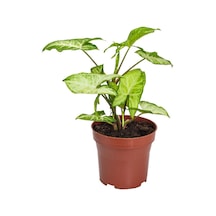 Syngonium Melek Kanadı Çiçeği 1 Adet Saksılı 20-40cm İç Mekan Salon Çiçeği