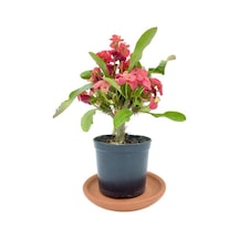 Kırmızı Euphorbia Milii Dikenler Tacı 10-20 Cm