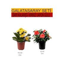 2'li Set Sarı Kalanşo+ Kırmızı Japon Gülü