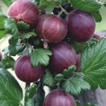 Dikensiz Ribes Uva Crispa Dikensiz Kırmızı Bektaşi Üzümü Fidanı Nadir Bitki