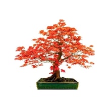 Red Maple Bonzai Ağacı Ekim Seti 5 Adet Tohum Saksı Toprak Kombin