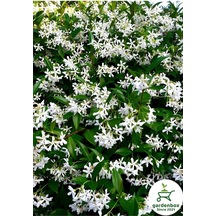 Arap Yasemin Çiçeği 1 Adet Saksılı/tüplü 30-60cm Bahçe Çiçeği