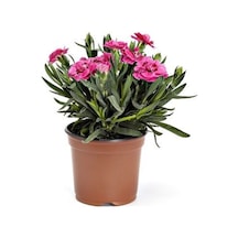 Karanfil Çiçeği 13 Cm Saksıda Ev Bitkisi Ofis Bitki Bahçe Bitkisi