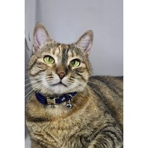 Ayarlanabilir - Sesli Zilli- Lacivert Kedi Tasması 12 Farklı Renk Seçeneği -kedi Boyun Tasması