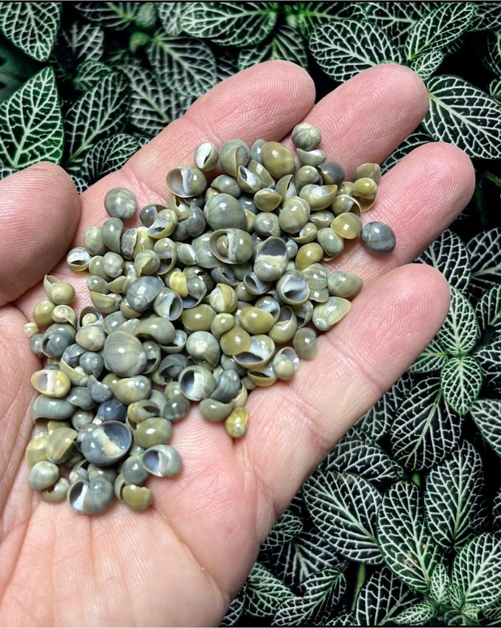 İthal - Gerçek Deniz Kabuğu - Viridi Mediocris - 50 Gram
