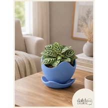 Dekoratif Kaseli Saksı-bitki,çiçek,sukulent Ve Kaktüs Saksısı-modern Tarz Saksı Mavi