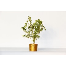 BONSAİ BUXUS 2 ADET - HEDİYELİK BONSAİ (Orange Saksı)